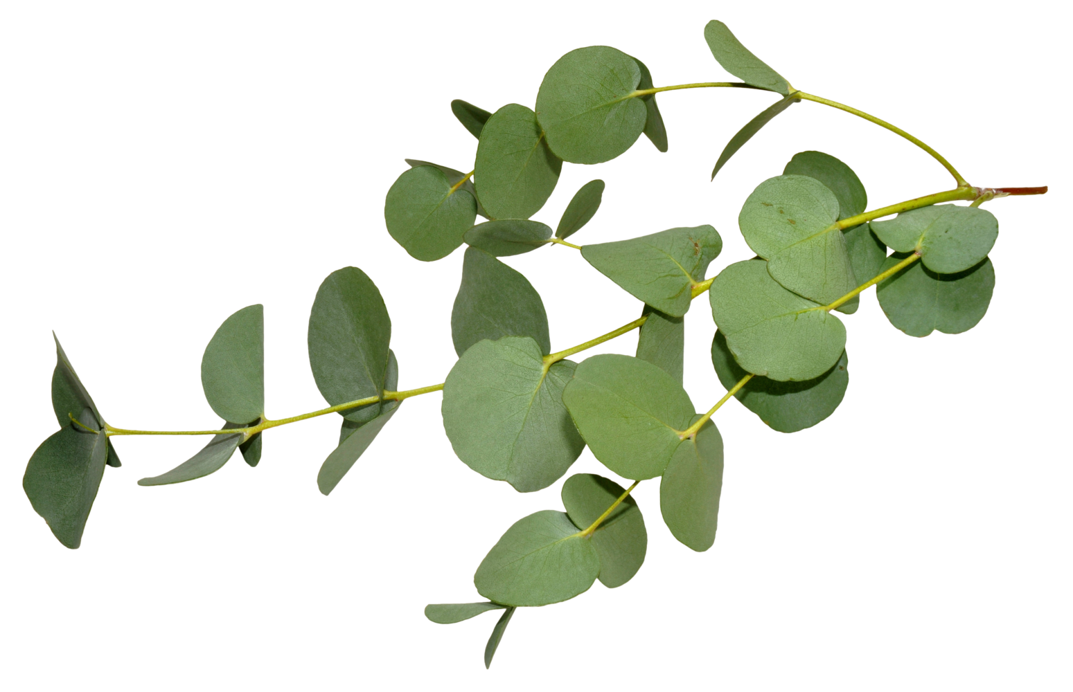 ZK MediGroup | Main page