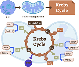 Cynefill NAD+ ZK MediGroup | Cynefill NAD+